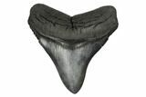 Fossil Megalodon Tooth - South Carolina #175968-1